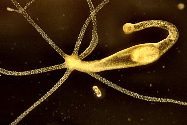 Современные методы на магазины котиков