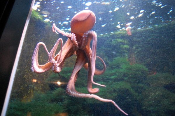 Лучшие практики ссылки тор браузер